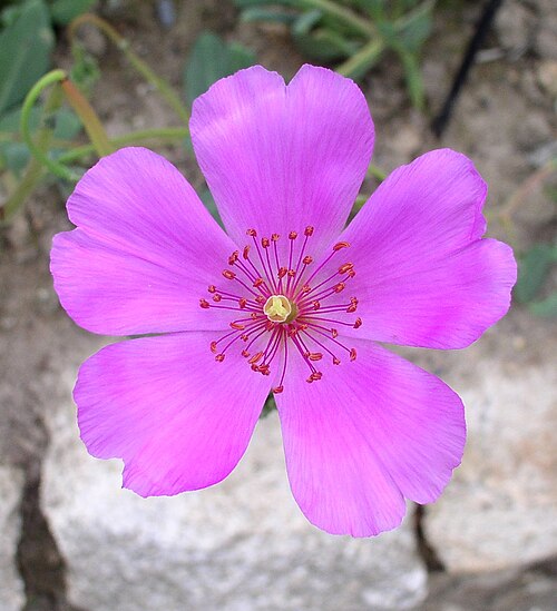 Cistanthe longiscapa: Cistanthe longiscapa - The Exotic Garden of Roscoff