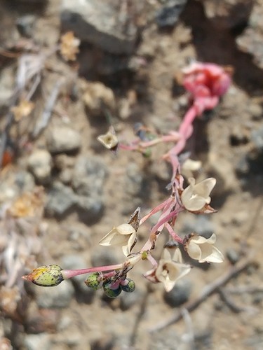 Seaside pussypaws (Cistanthe maritima)