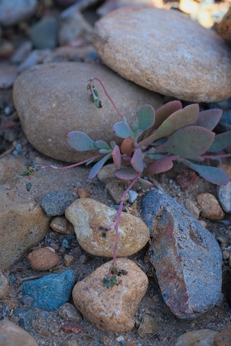 Seaside pussypaws (Cistanthe maritima)
