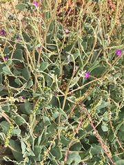 Seaside pussypaws (Cistanthe maritima)