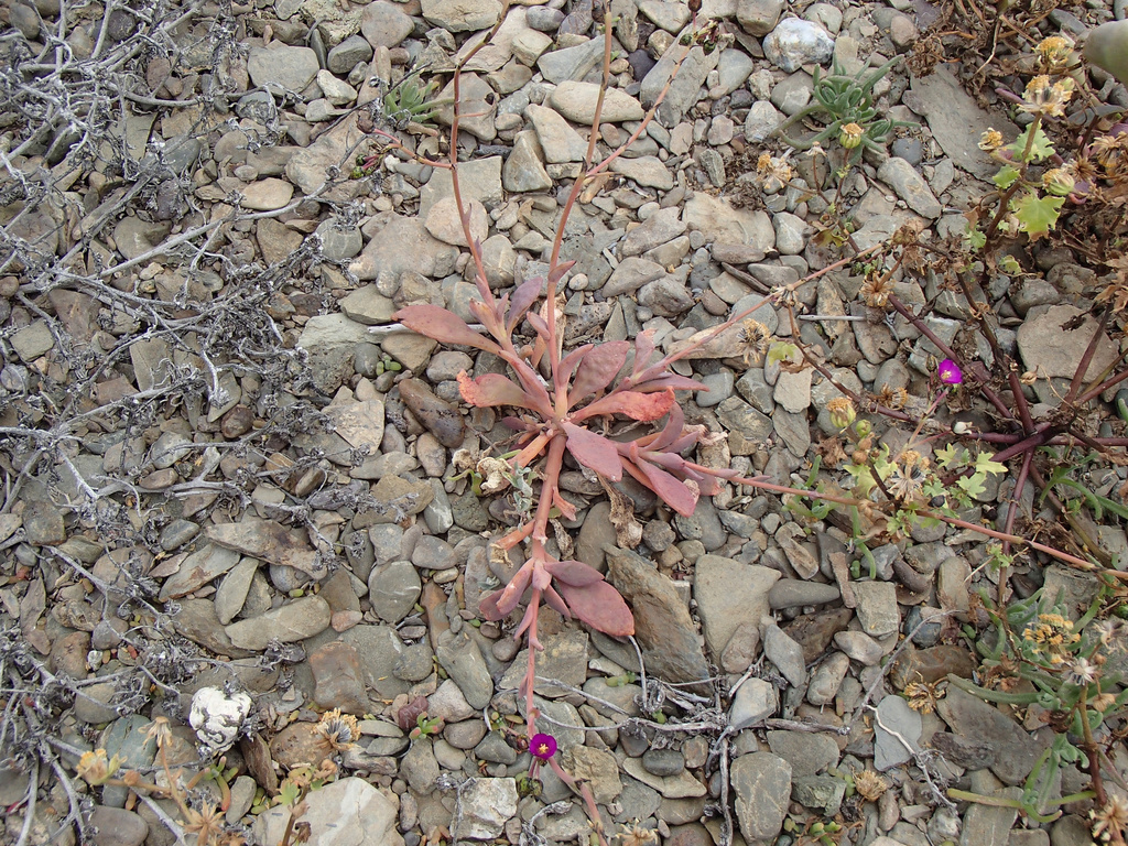 Seaside pussypaws (Cistanthe maritima)