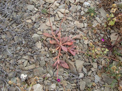 Seaside pussypaws (Cistanthe maritima)