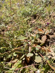 Seaside pussypaws (Cistanthe maritima)