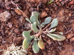 Seaside pussypaws (Cistanthe maritima)