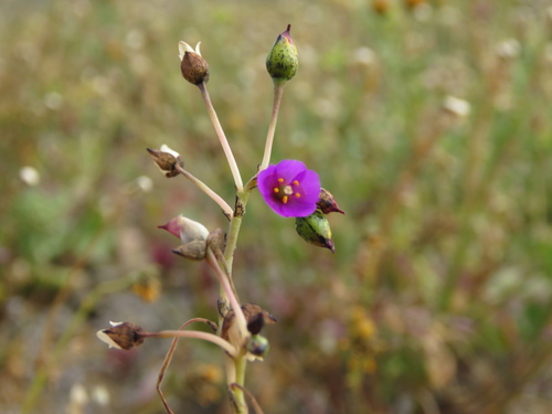 Seaside pussypaws (Cistanthe maritima)