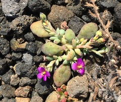 Seaside pussypaws (Cistanthe maritima)