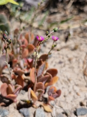 Seaside pussypaws (Cistanthe maritima)