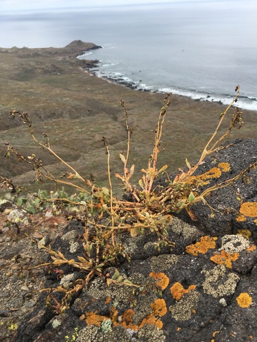 Seaside pussypaws (Cistanthe maritima)