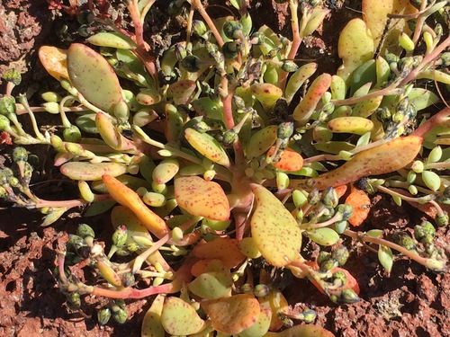 Seaside pussypaws (Cistanthe maritima)