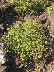 Seaside pussypaws (Cistanthe maritima)