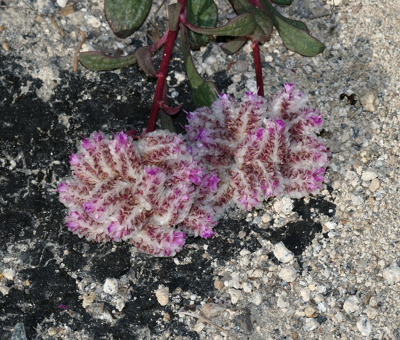 Oneseed pussypaws: Wuksachi, Sequoia National Park, California, USA Ref: www.calflora.org/cgi-bin/specieslist.cgi?orderby=taxon&am...