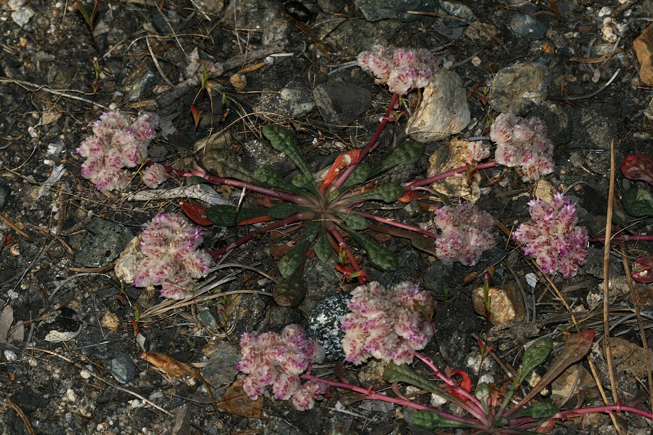 Oneseed pussypaws: Wuksachi, Sequoia National Park, California, USA Ref: www.calflora.org/cgi-bin/specieslist.cgi?orderby=taxon&am...