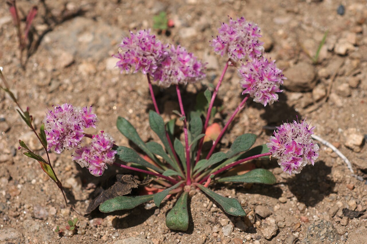 Oneseed pussypaws: Species from Western North America Common name: Pussypaws Photographed on CA108 just before the Sonora Pass, Alpine County, California