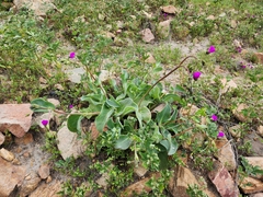 Cistanthe paniculata (Cistanthe paniculata)
