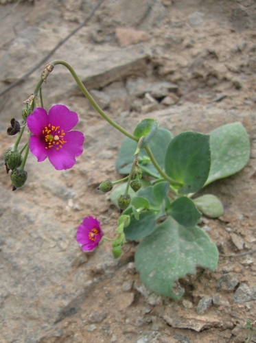 Cistanthe paniculata (Cistanthe paniculata)