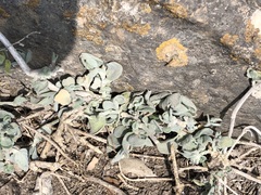 Cistanthe paniculata (Cistanthe paniculata)