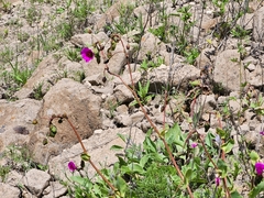 Cistanthe paniculata (Cistanthe paniculata)