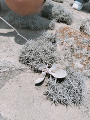Cistanthe paniculata (Cistanthe paniculata)