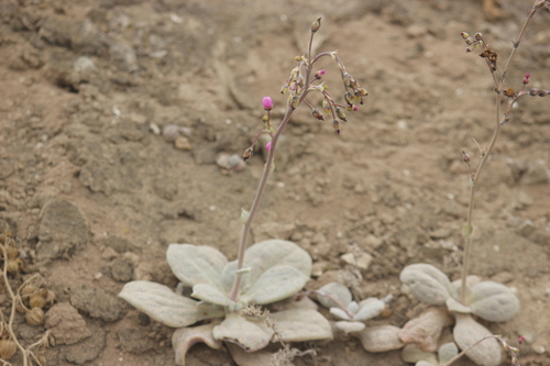Cistanthe paniculata (Cistanthe paniculata)