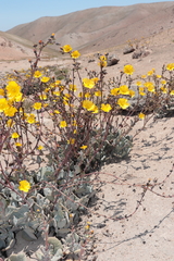 Cistanthe paniculata (Cistanthe paniculata)