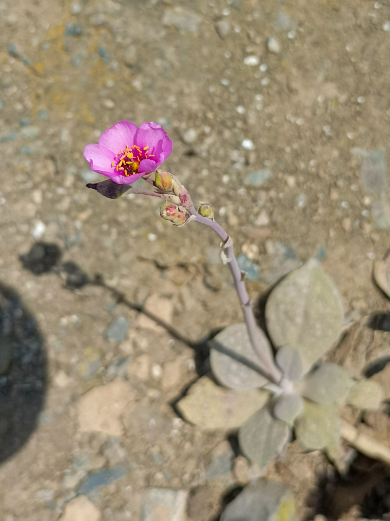 Cistanthe paniculata (Cistanthe paniculata)