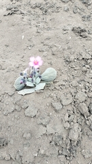 Cistanthe paniculata (Cistanthe paniculata)