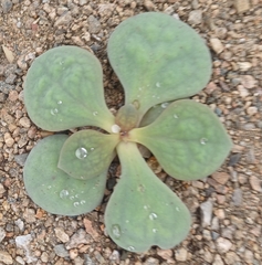 Cistanthe paniculata (Cistanthe paniculata)