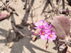 Cistanthe paniculata (Cistanthe paniculata)