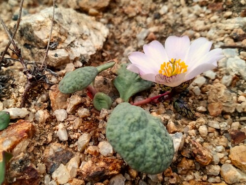 Cistanthe picta (Cistanthe picta)