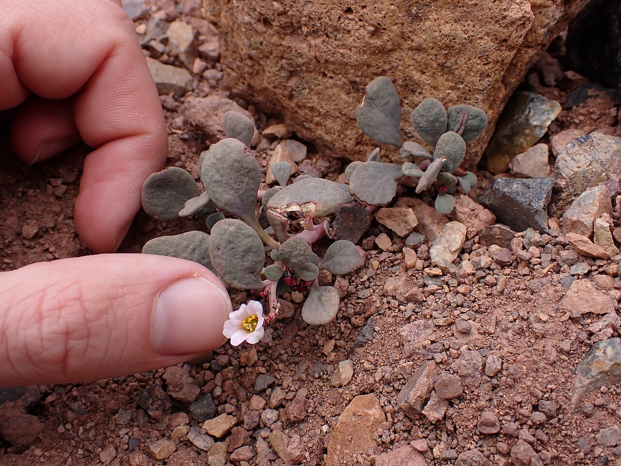 Cistanthe picta: Cistanthe picta, Calingasta Department, San Juan Province, Argentina, 2025-01-25 (iNaturalist).
