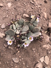 Cistanthe picta (Cistanthe picta)