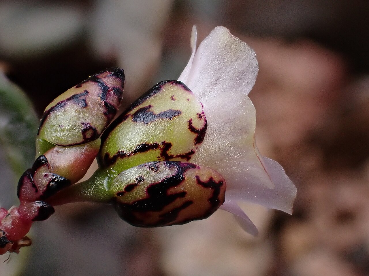 Cistanthe picta: Cistanthe picta, Calingasta Department, San Juan Province, Argentina, 2025-01-25 (iNaturalist).
