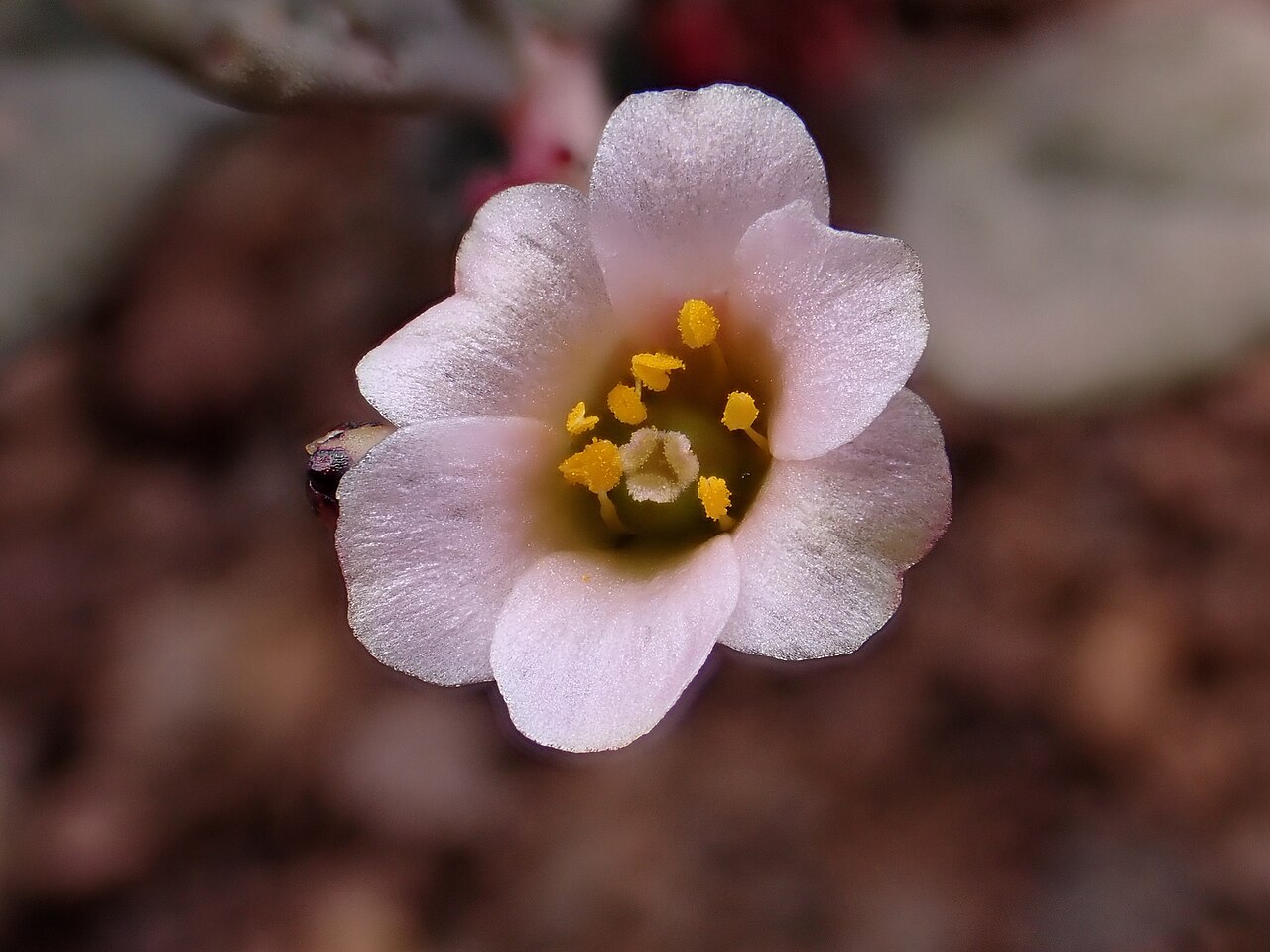 Cistanthe picta: Cistanthe picta, Calingasta Department, San Juan Province, Argentina, 2025-01-25 (iNaturalist).