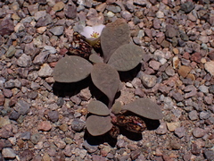 Cistanthe picta (Cistanthe picta)