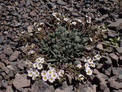Cistanthe picta (Cistanthe picta)