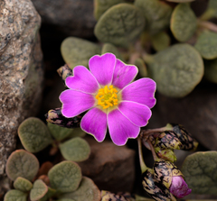 Cistanthe picta (Cistanthe picta)