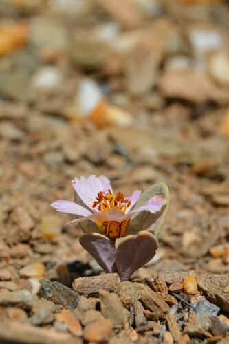 Cistanthe picta (Cistanthe picta)