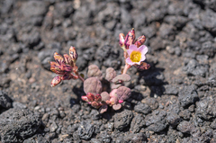 Cistanthe picta (Cistanthe picta)
