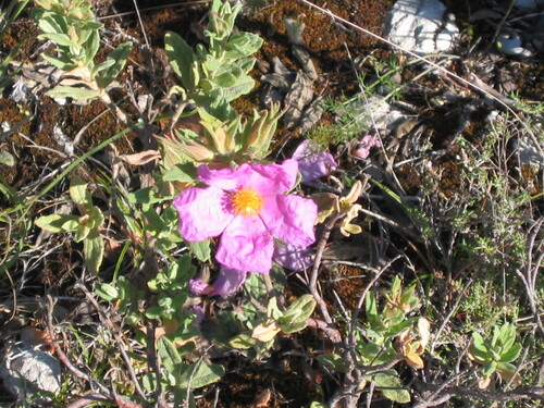 Cistus albidus (Cistus albidus)
