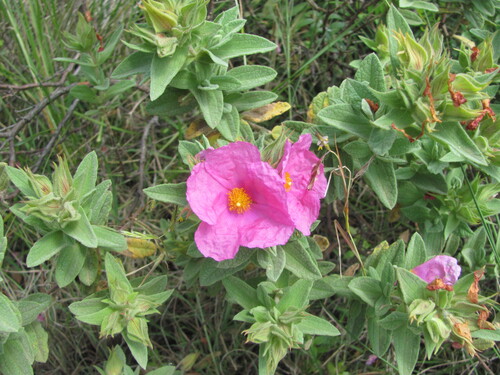 Cistus albidus (Cistus albidus)