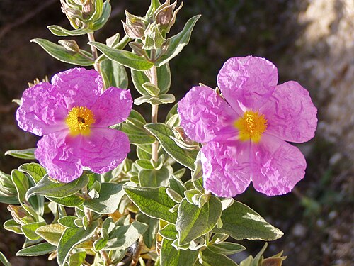 Cistus albidus: Spring Rock-rose;