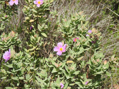Cistus albidus (Cistus albidus)