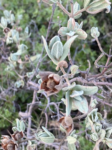 Cistus albidus (Cistus albidus)