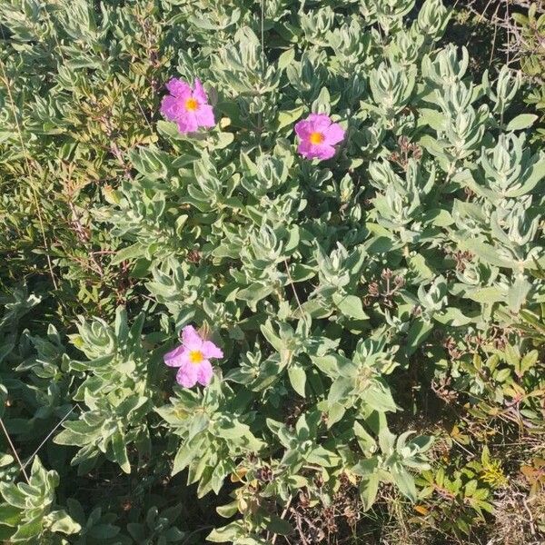 Cistus albidus (Cistus albidus)