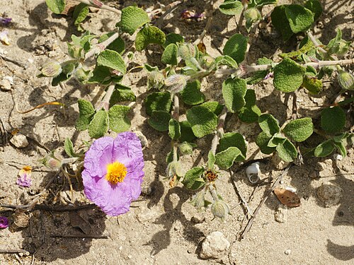 Cistus albidus: White-leaved Rock Rose, Sardinia, Italy