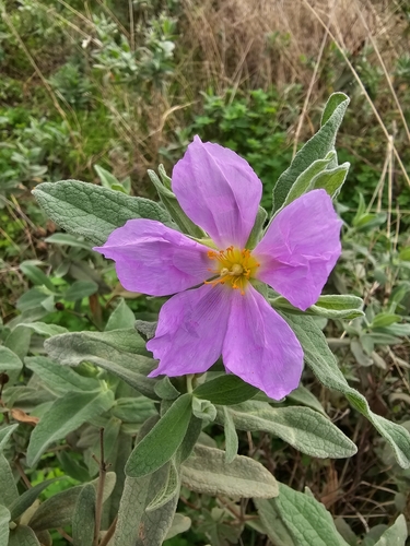Cistus albidus (Cistus albidus)