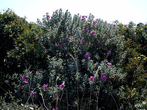 Cistus albidus: Name Cistus albidus Familiy Cistaceae