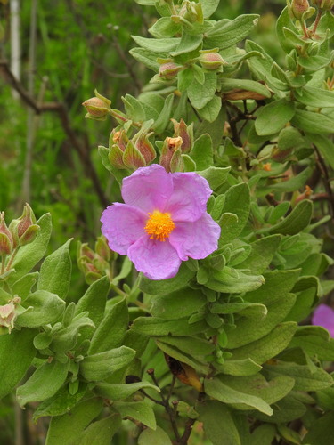 Cistus albidus
