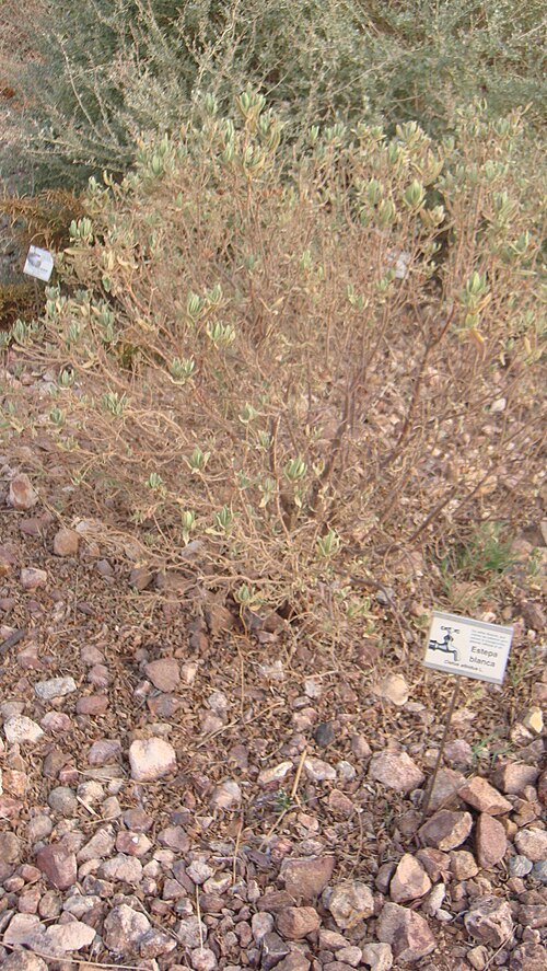 Cistus albidus: planta en el Jardín Botánico del Albardinal de Rodalquilar, en Nijar, provincia de Almería (España). Se encuentra dentro del Parque natural del Cabo de Gata-Níj