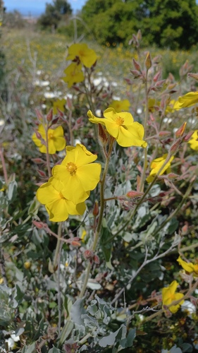 Cistus atriplicifolius (Cistus atriplicifolius)